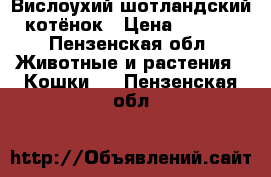 Вислоухий шотландский  котёнок › Цена ­ 2 000 - Пензенская обл. Животные и растения » Кошки   . Пензенская обл.